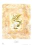 Fern Impressions Ii by Susan Davies Limited Edition Pricing Art Print