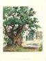 Ancient Elm by Jacob George Strutt Limited Edition Print