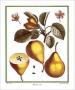 Pears by Henri Du Monceau Limited Edition Pricing Art Print