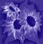 Sunflower Sketch On Purple by Alfred Gockel Limited Edition Print