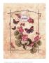 Geranium Butterfly by Consuelo Gamboa Limited Edition Pricing Art Print