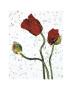 Poppy by Wuchner Limited Edition Print