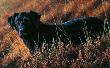 Good Companion I, Black Lab by Jeremy Paul Limited Edition Print