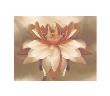Waterlily by Betsy Cameron Limited Edition Pricing Art Print