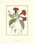 Flower: Spatodea by Poiret Limited Edition Print