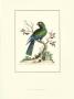 The Black Parrot by George Edwards Limited Edition Pricing Art Print