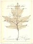 Birch Document by Booker Morey Limited Edition Print