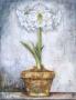 Amaryllis On Blue by Tina Chaden Limited Edition Pricing Art Print