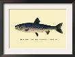 The Rangeley Trout by H.H. Leonard Limited Edition Print