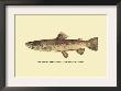 The Brown Trout by H.H. Leonard Limited Edition Pricing Art Print