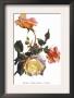 Rose Comtesse Vitali by H.G. Moon Limited Edition Print