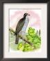 The Black-Cap Hawk by Theodore Jasper Limited Edition Print