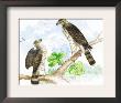 Sharp Skinned Hawk With Broad Wing Hawk by Theodore Jasper Limited Edition Print