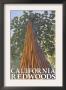 California Redwoods - Looking Up Tree, C.2009 by Lantern Press Limited Edition Print