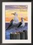 Seagulls - Pacific Beach, Washington, C.2009 by Lantern Press Limited Edition Print