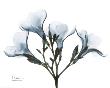 Blue Oleander by Albert Koetsier Limited Edition Print
