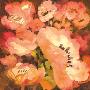Pink Poppies Ii by Dusty Knight Limited Edition Print