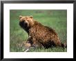 Grizzly Bear, Sow And Cub by Elizabeth Delaney Limited Edition Print