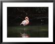 Pink Flamingo At Discovery Is Refuge, Fl by Henry Fichner Limited Edition Pricing Art Print