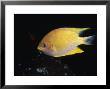 Tropical Fish, Australia by Wayne Brown Limited Edition Print