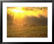 Two Horses Grazing In A Field, Athens, Oh by Jeff Friedman Limited Edition Print