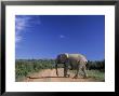 Elephant On Dirt Road, Addo Elephant National Park, South Africa by Walter Bibikow Limited Edition Pricing Art Print