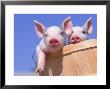 Mixed-Breed Pigs by Lynn M. Stone Limited Edition Print