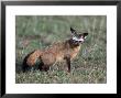 Bat-Eared Fox, Otcyon Megalotis, Tanzania by Robert Franz Limited Edition Pricing Art Print