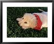 Eleven-Week-Old Golden Retriever Puppy by Frank Siteman Limited Edition Print