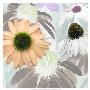Echinacea Garden Ii by Francine Funke Limited Edition Pricing Art Print