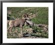 Rocky Mountain Bighorn Sheep by Donald Higgs Limited Edition Print