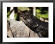 Fence Lizard, Sceloprus Undulatus by Larry F. Jernigan Limited Edition Print