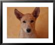 Dog With His Ears Up by Keith Levit Limited Edition Print