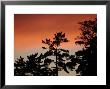 Trees During Sunset by Keith Levit Limited Edition Pricing Art Print