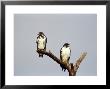 Augur Buzzards On A Branch by Fogstock Llc Limited Edition Print