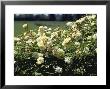 Rosa Goldfinch (Rambling Rose) Cream/Yellow Flower Lackham College by David Askham Limited Edition Print