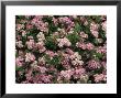 Spiraea Japonica (Little Princess) by Mark Bolton Limited Edition Print