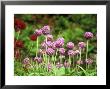 Primula Denticulata Batsford by Mark Bolton Limited Edition Pricing Art Print