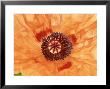 Papaver Orientale Saffron, Orange Flower by Mark Bolton Limited Edition Pricing Art Print