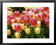Tulipa Eurostar (Tulip), Close-Up Of Red And Yellow Tulips by Mark Bolton Limited Edition Pricing Art Print