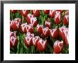 Tulipa Stargazer (Tulip), Close-Up Of Red And White Flowers by Mark Bolton Limited Edition Pricing Art Print