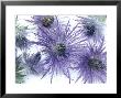 Flowers, Eryngium Alpinum On White Background by Linda Burgess Limited Edition Print