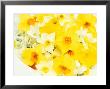 Spring Flowers, Narcissus, White & Yellow Flowers With Water Drop by Linda Burgess Limited Edition Print