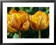 Tulipa Orange Prinses (Double Early) With Dew Drops by Chris Burrows Limited Edition Print