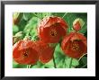 Abutilon, Marion (Flowering Maple) by Chris Burrows Limited Edition Print
