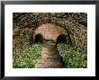 Apple Tunnel With Narcissus Thalia Planted Beneath by Carole Drake Limited Edition Print