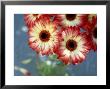 Glass Vase Containing Pink And Cream Bicoloured Gerbera (Transvaal Daisy) by James Guilliam Limited Edition Print