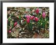 Tulipa Pulchella Violacea Spring Wretham Lodge, Norfolk by Jacqui Hurst Limited Edition Pricing Art Print