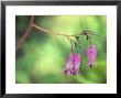 Dicentra Bountiful (Bleeding Heart), Close-Up Of Pendulous Pink Flowers by Hemant Jariwala Limited Edition Pricing Art Print