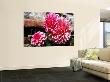 Dahlia Flowers On Monastery Wall by Juliet Coombe Limited Edition Print